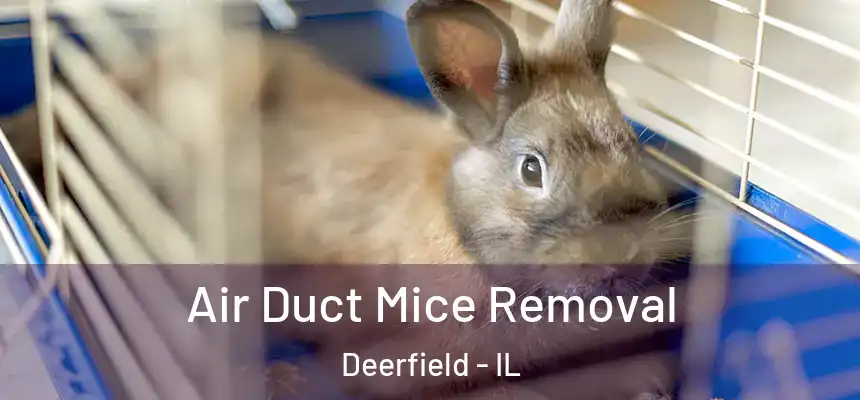 Air Duct Mice Removal Deerfield - IL